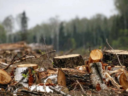 Прокуратура стягує 5,8 млн грн за незаконні порубки дерев на території Галицького нацпарку